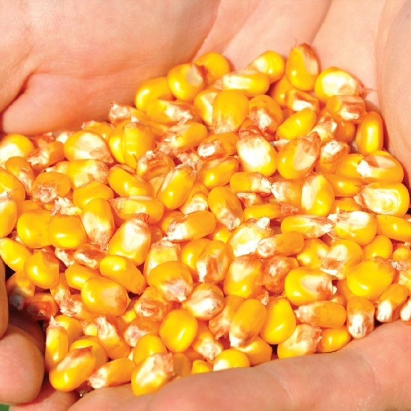 Produkcja i sprzedaż materiału siewnego, Saatbau Polska Sp. z o. o., Środa Śląska